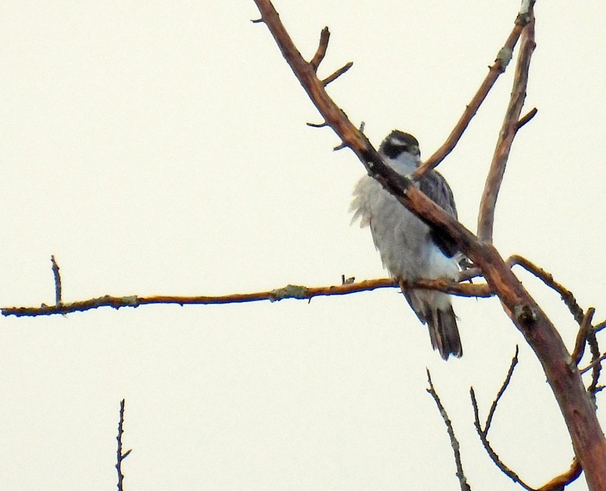 jestřáb nearktický - ML646144761