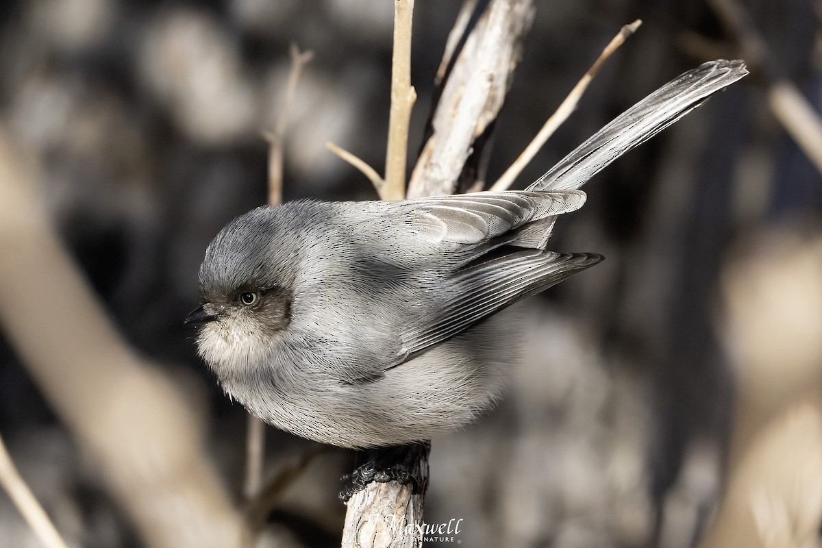 Bushtit - ML646144771
