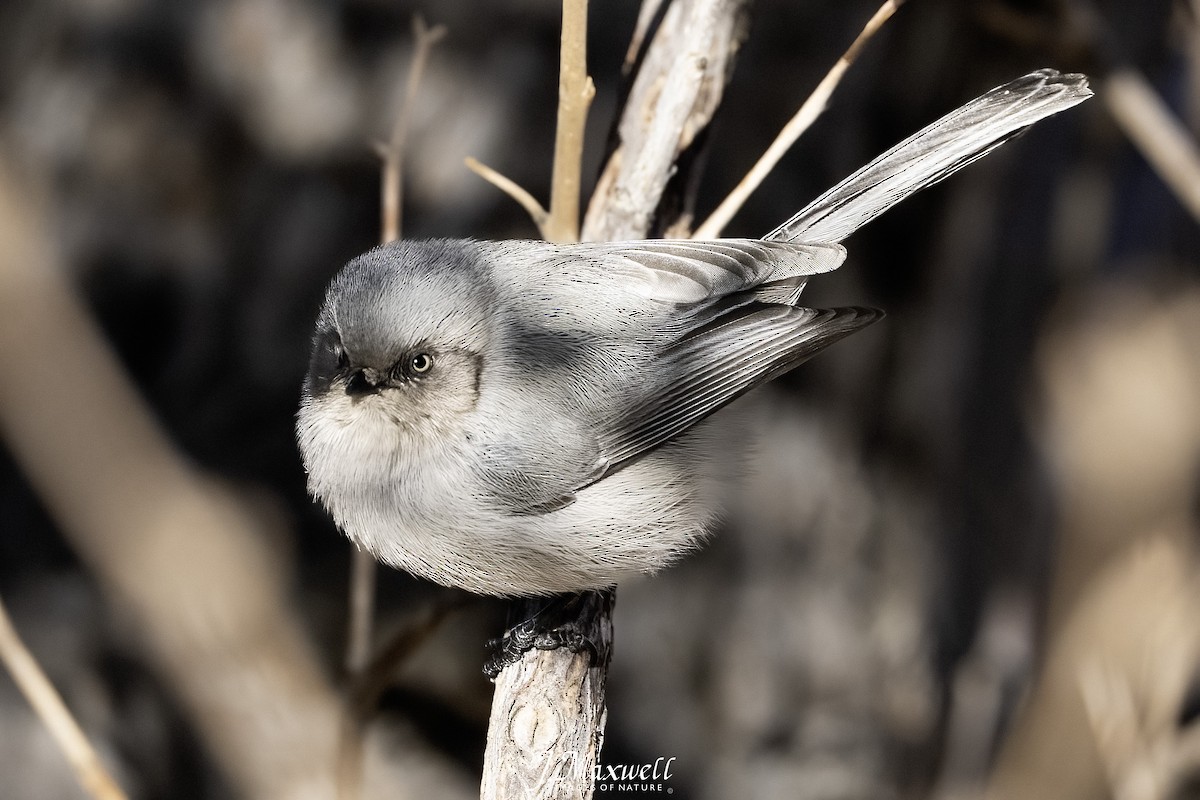 Bushtit - ML646144772