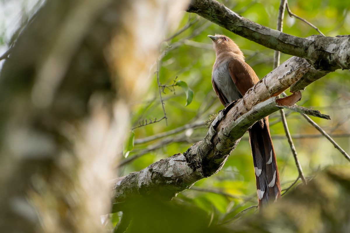 Common Squirrel-Cuckoo - ML646144779