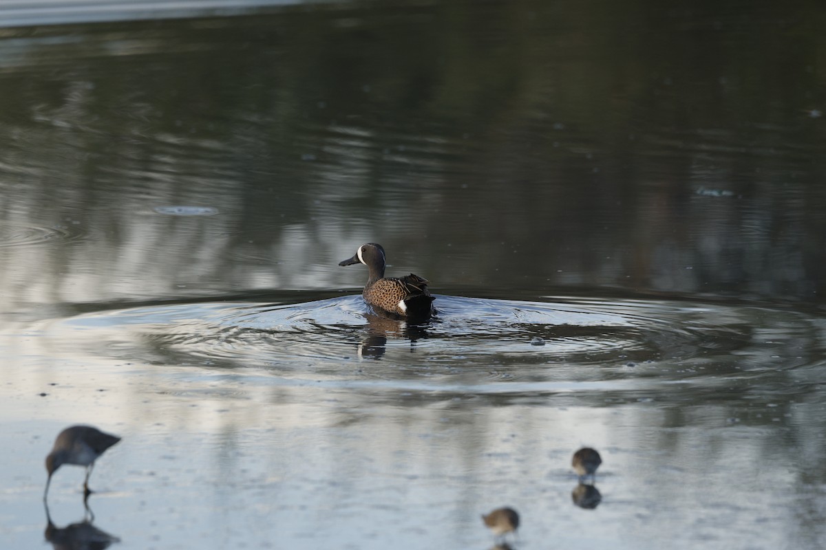 Zertzeta hegalurdina - ML646144781