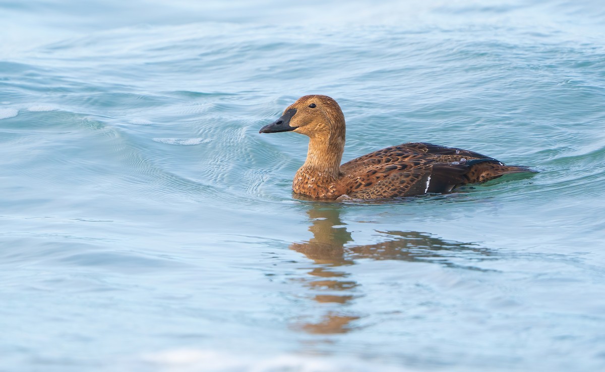 King Eider - ML646144784