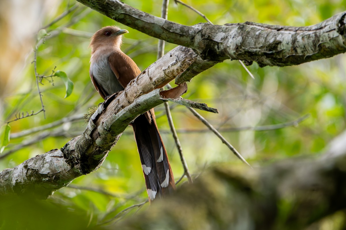 Common Squirrel-Cuckoo - ML646144786