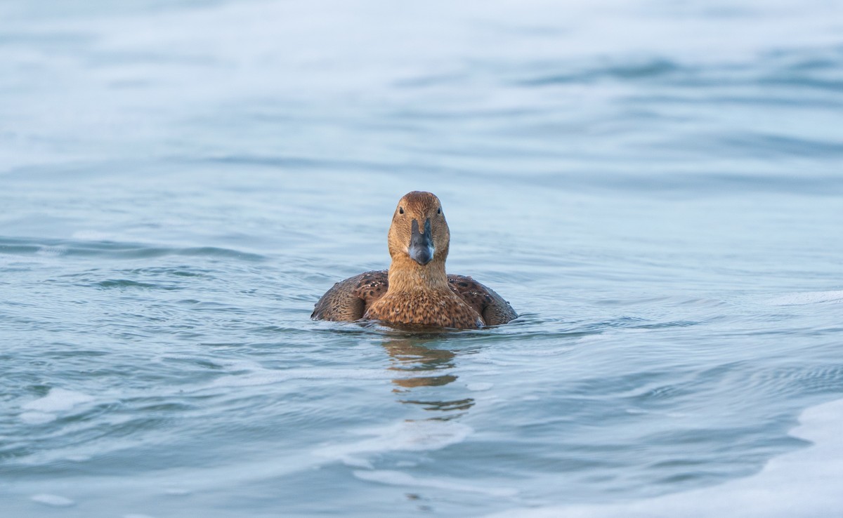 King Eider - ML646144788