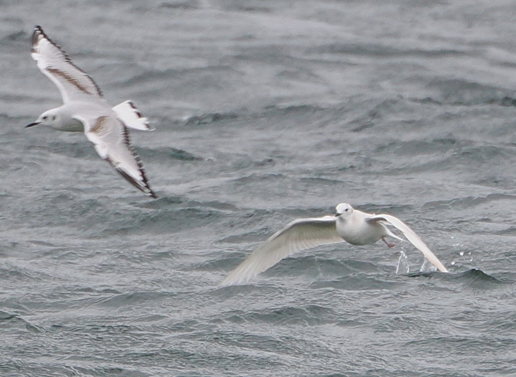 Bonaparte's Gull - ML646144789