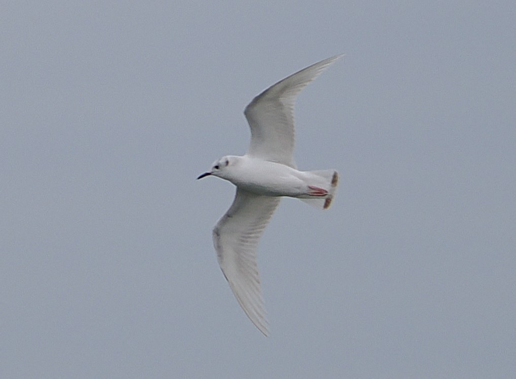 Bonaparte's Gull - ML646144790