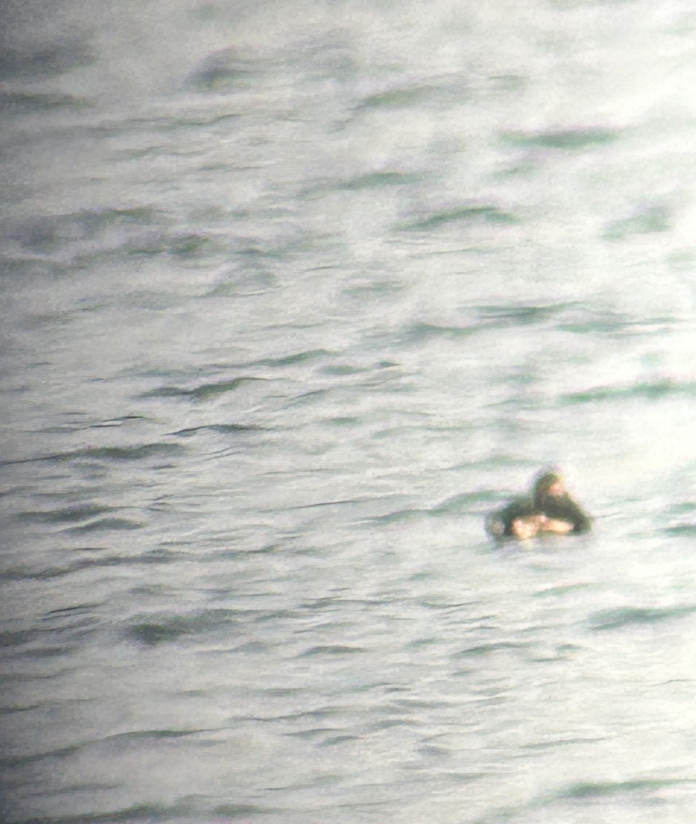 Long-tailed Duck - ML646144792