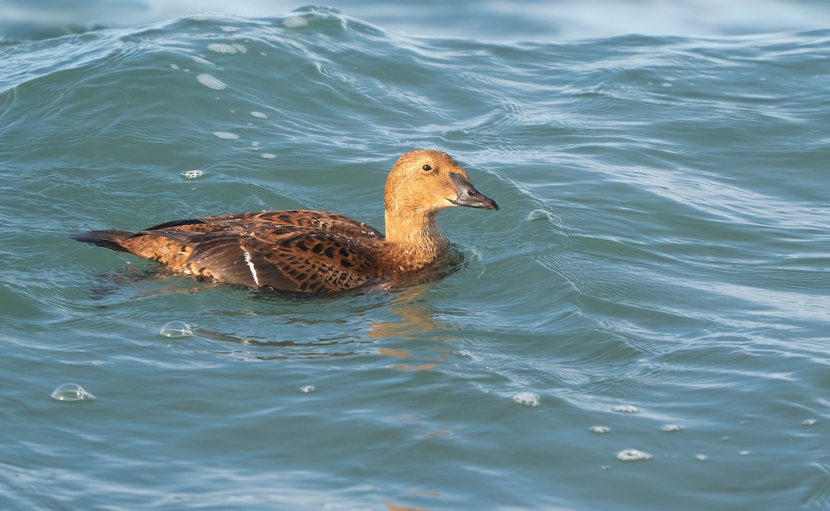 King Eider - ML646144795