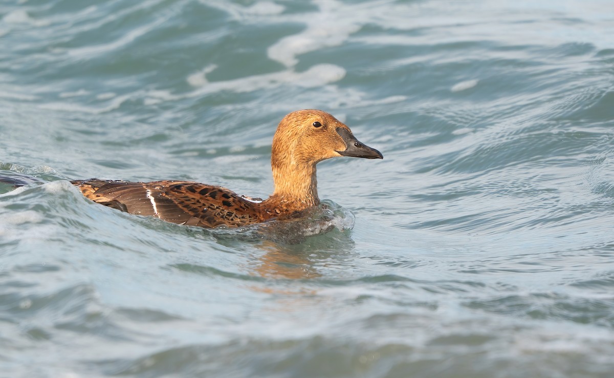 King Eider - ML646144799