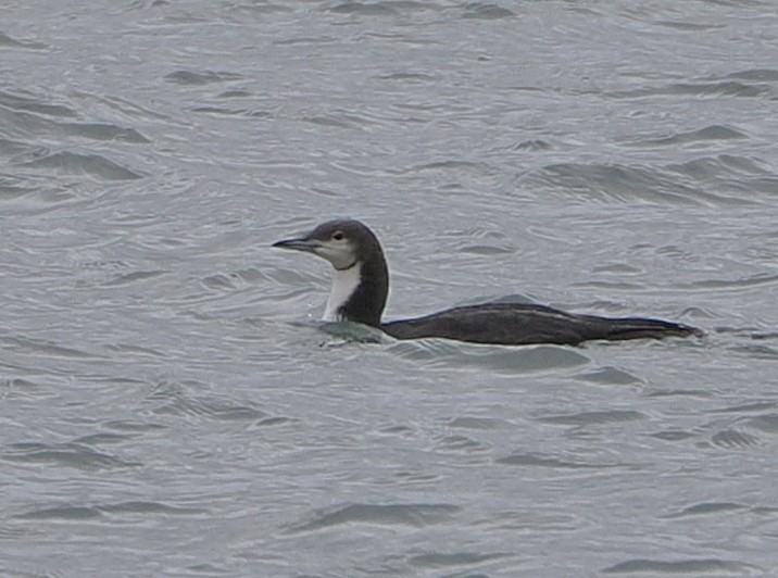 Pacific Loon - ML646144803