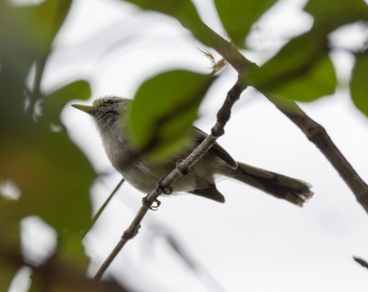 Kara Başlı Karıncaçıvgını - ML646144804