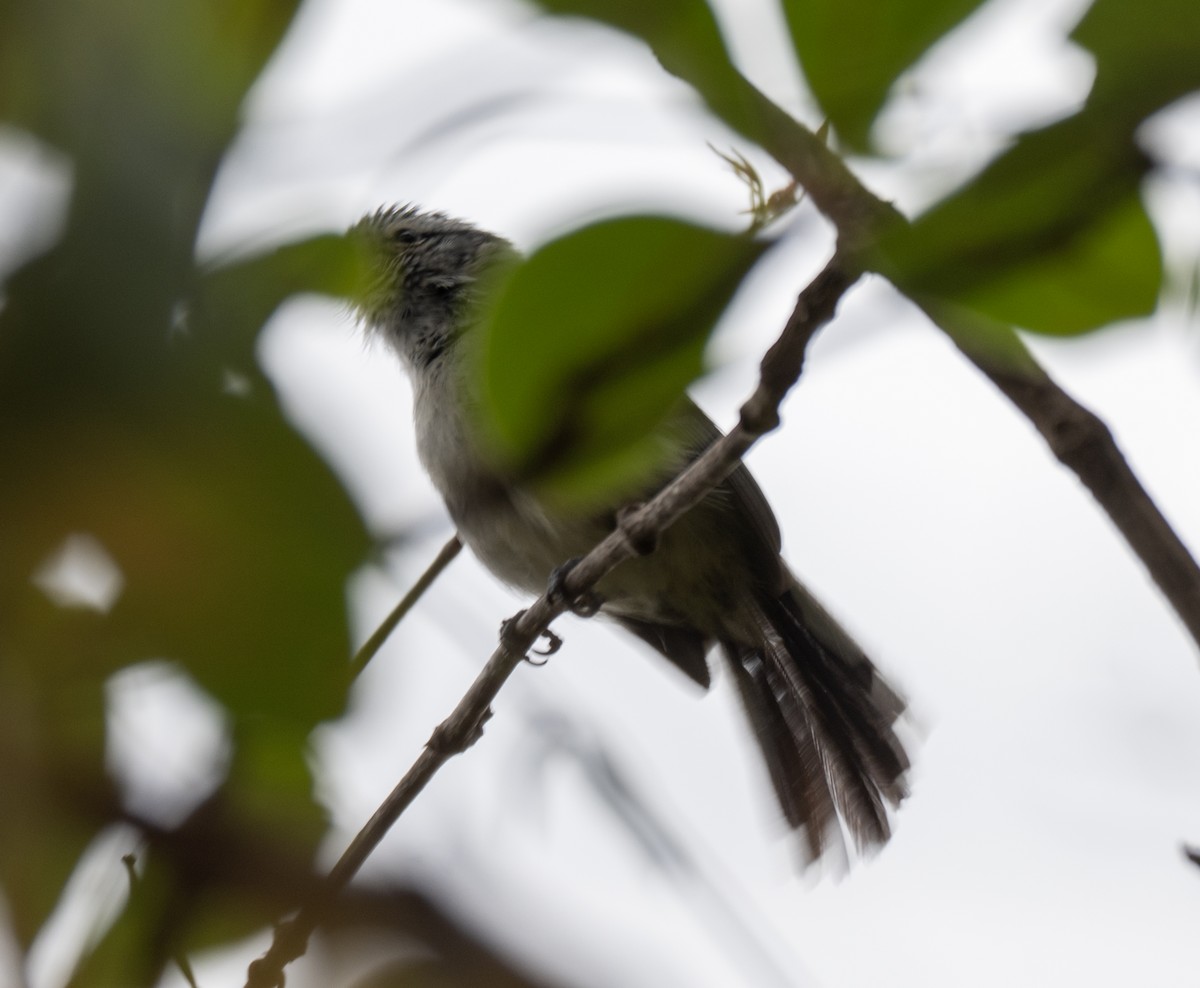 Kara Başlı Karıncaçıvgını - ML646144806