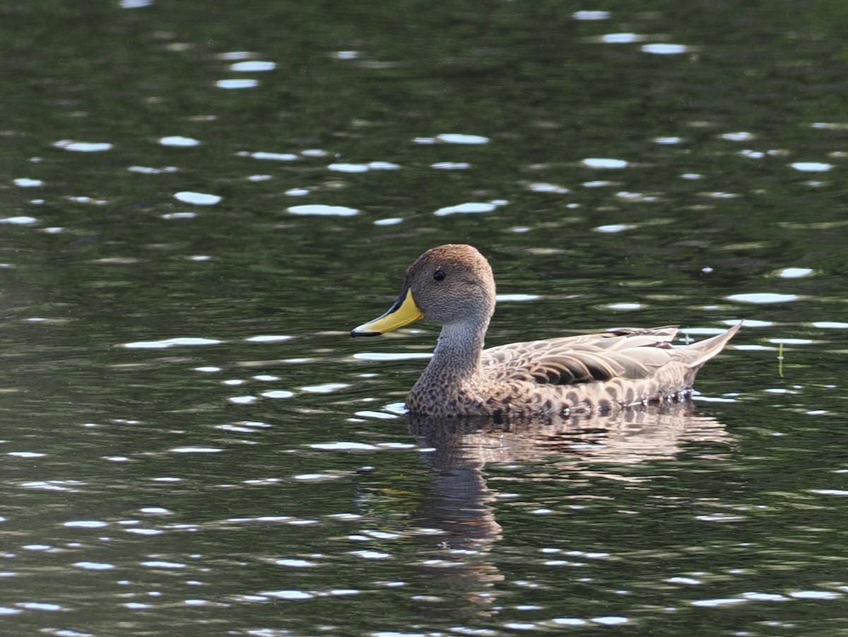 Ahate ziri-buztana - ML646144808