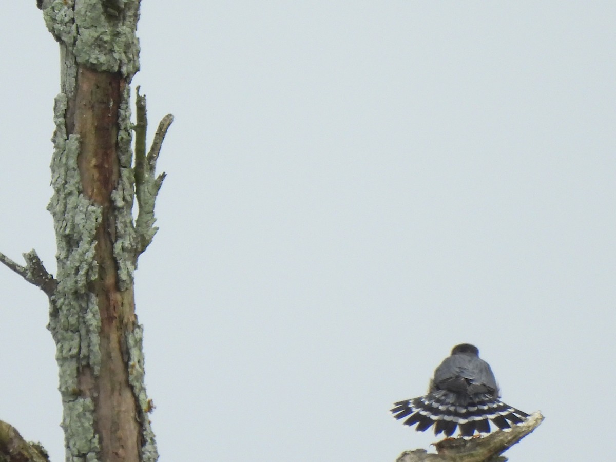 Merlin - ML646144815