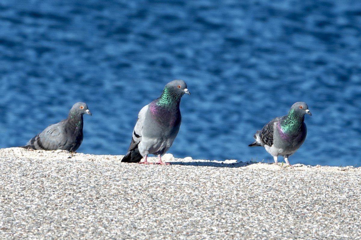 Paloma Bravía (variedad doméstica) - ML646144827