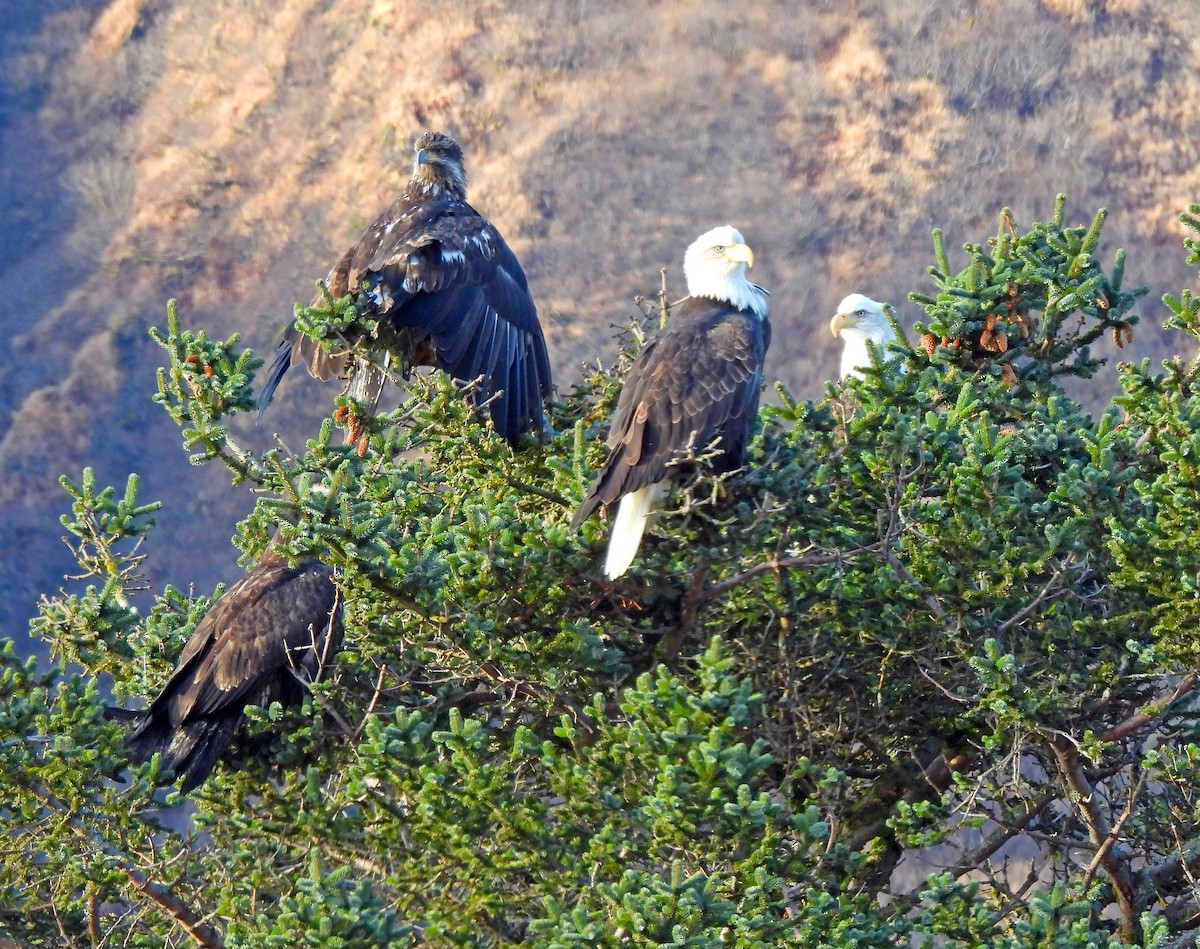 Bald Eagle - ML646144831