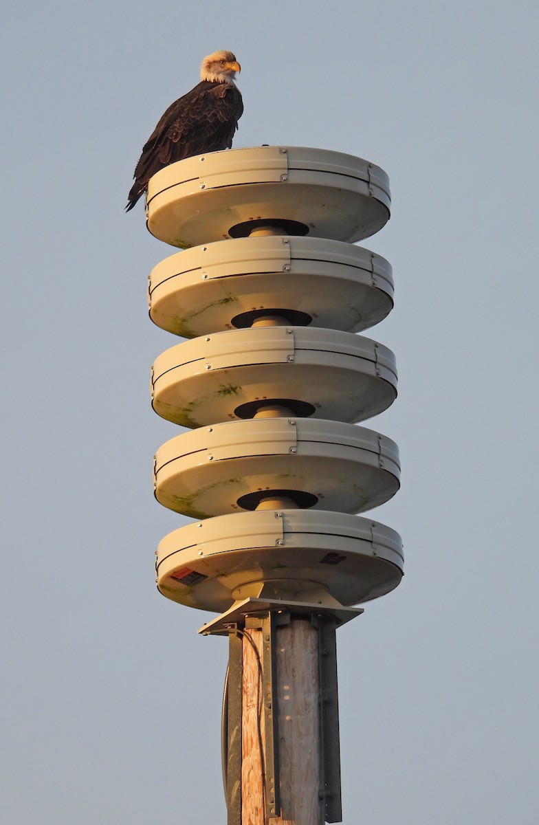 Bald Eagle - ML646144833