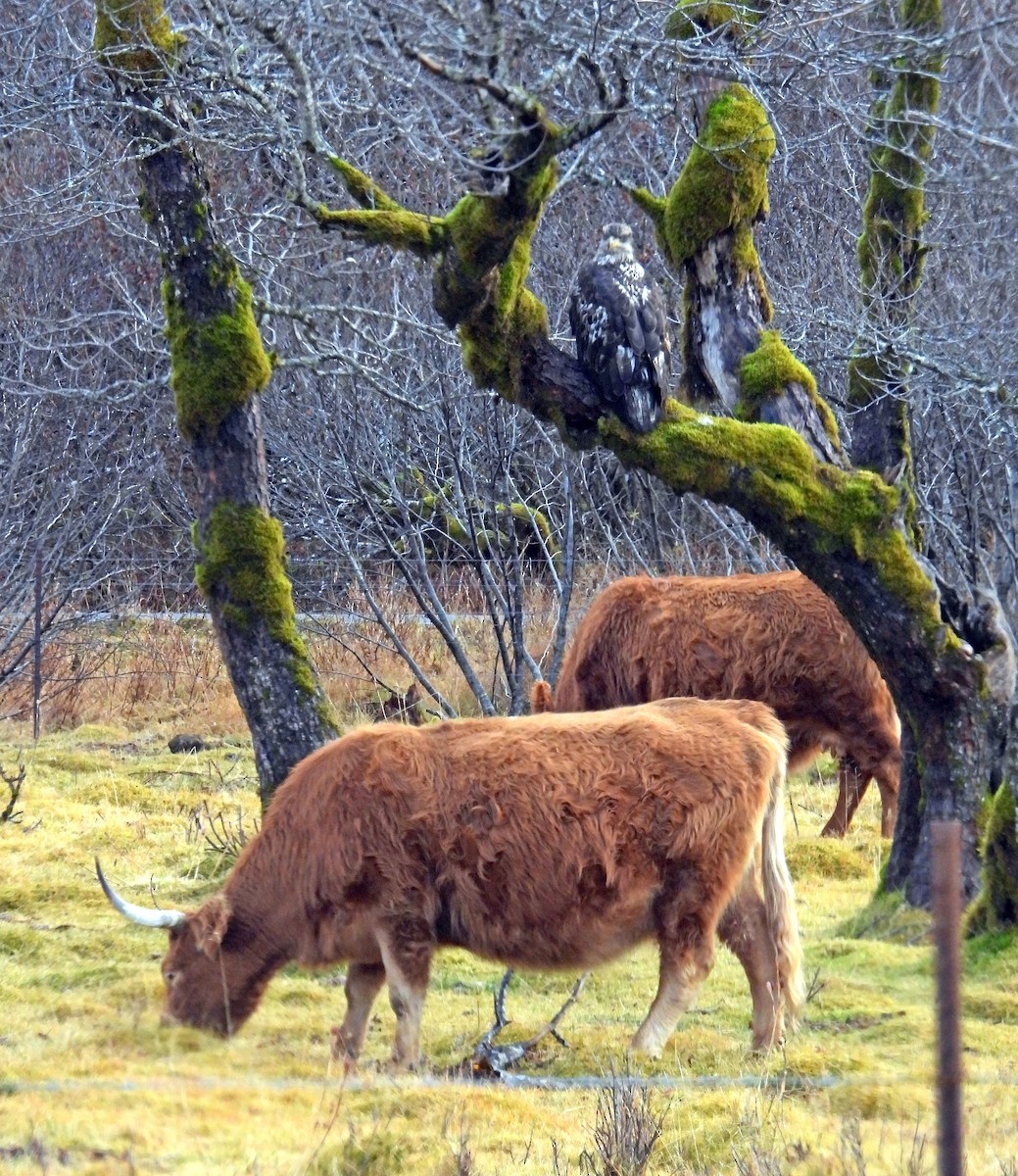 Bald Eagle - ML646144834