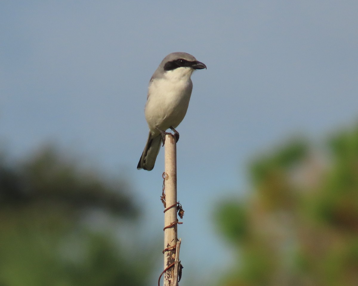 Loggerhead Shrike - ML646144836