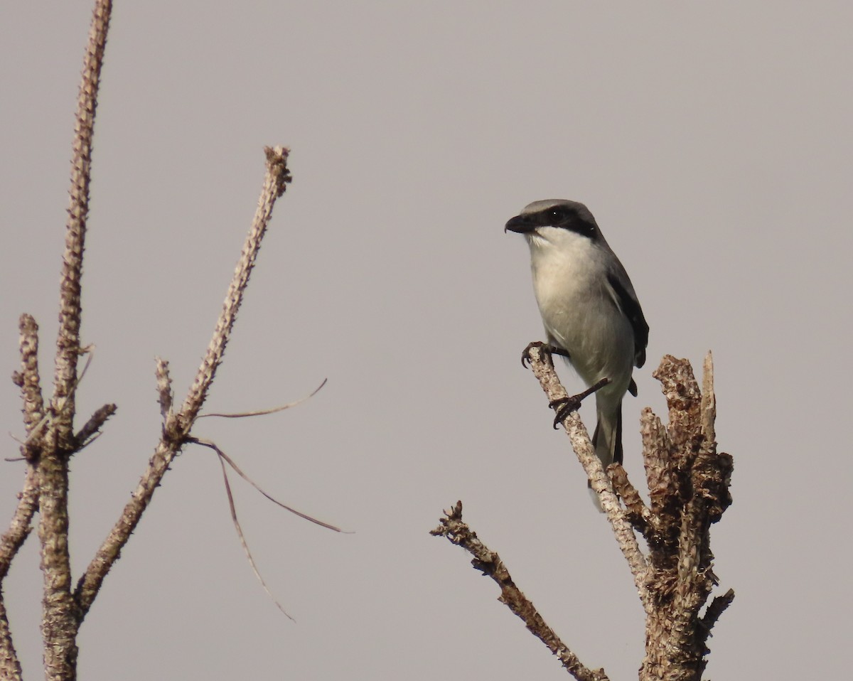 Loggerhead Shrike - ML646144838