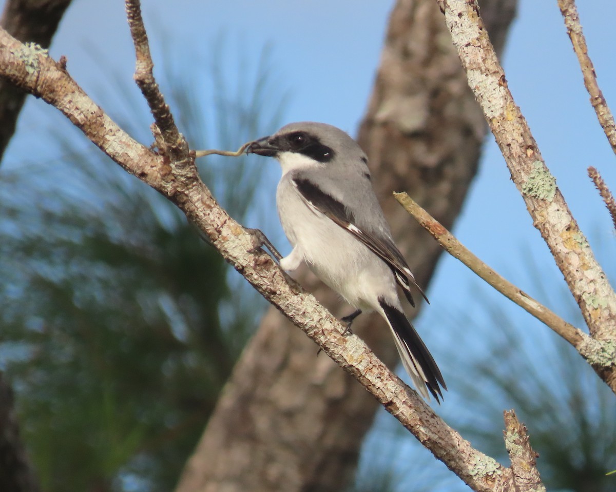 Loggerhead Shrike - ML646144839
