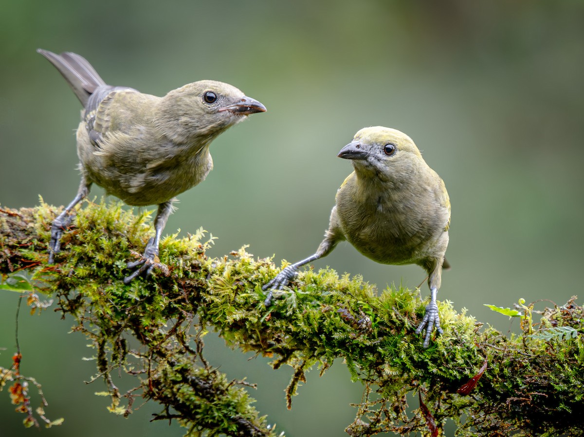 Palm Tanager - ML646144840