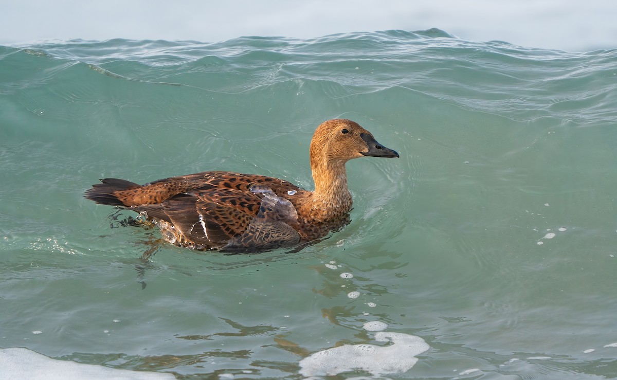 King Eider - ML646144841