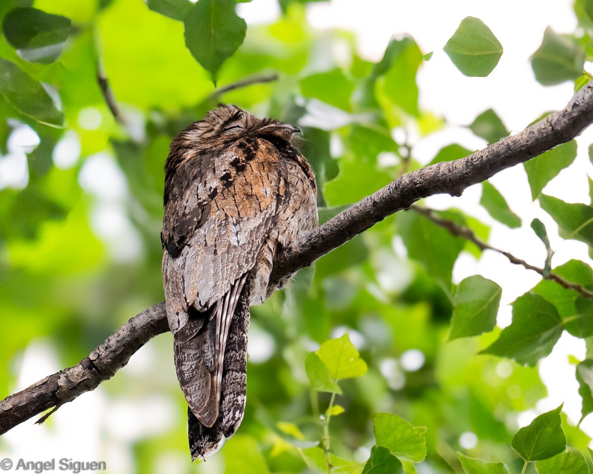 potu obecný - ML646144842