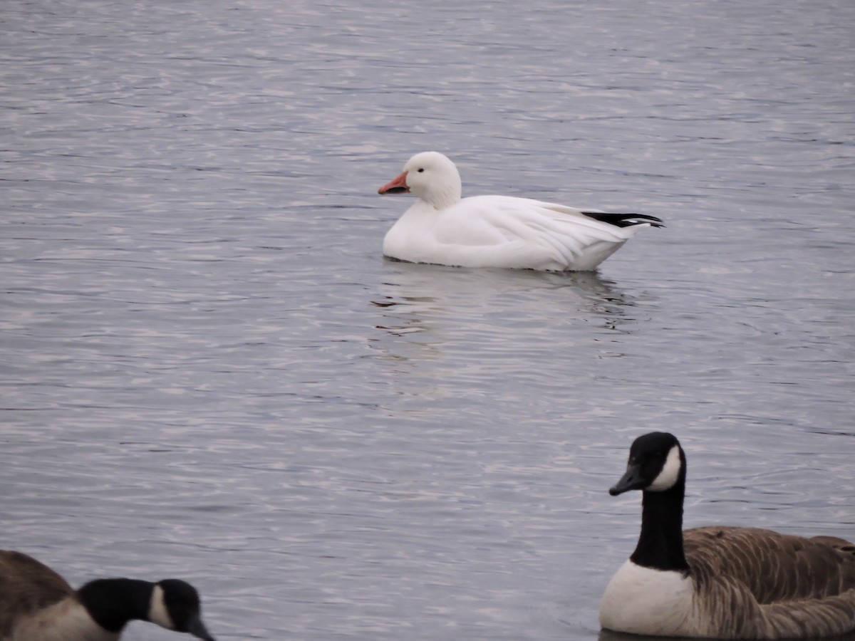 Snow Goose - ML646144843
