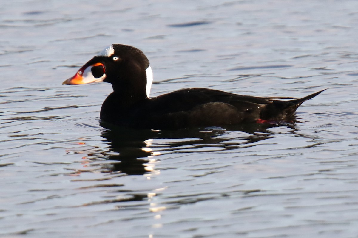 Surf Scoter - ML646144844