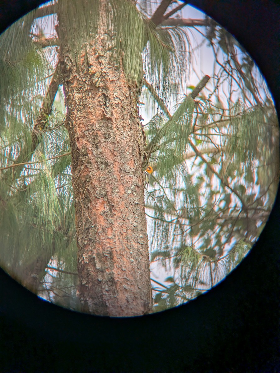 Olive Warbler - ML646144845