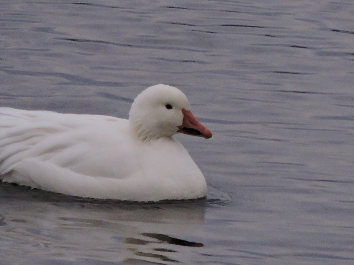 Snow Goose - ML646144847
