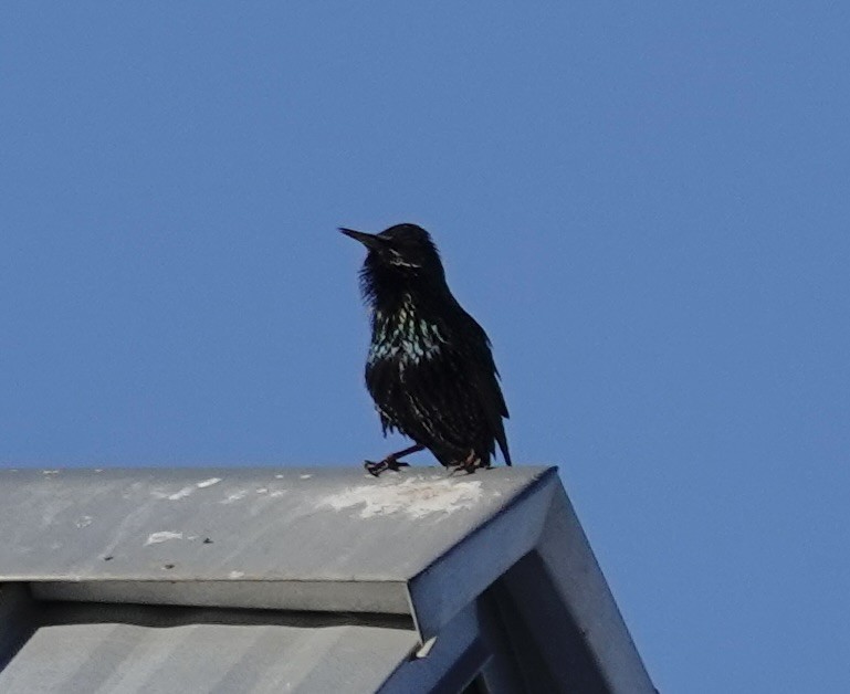 European Starling - ML646144849
