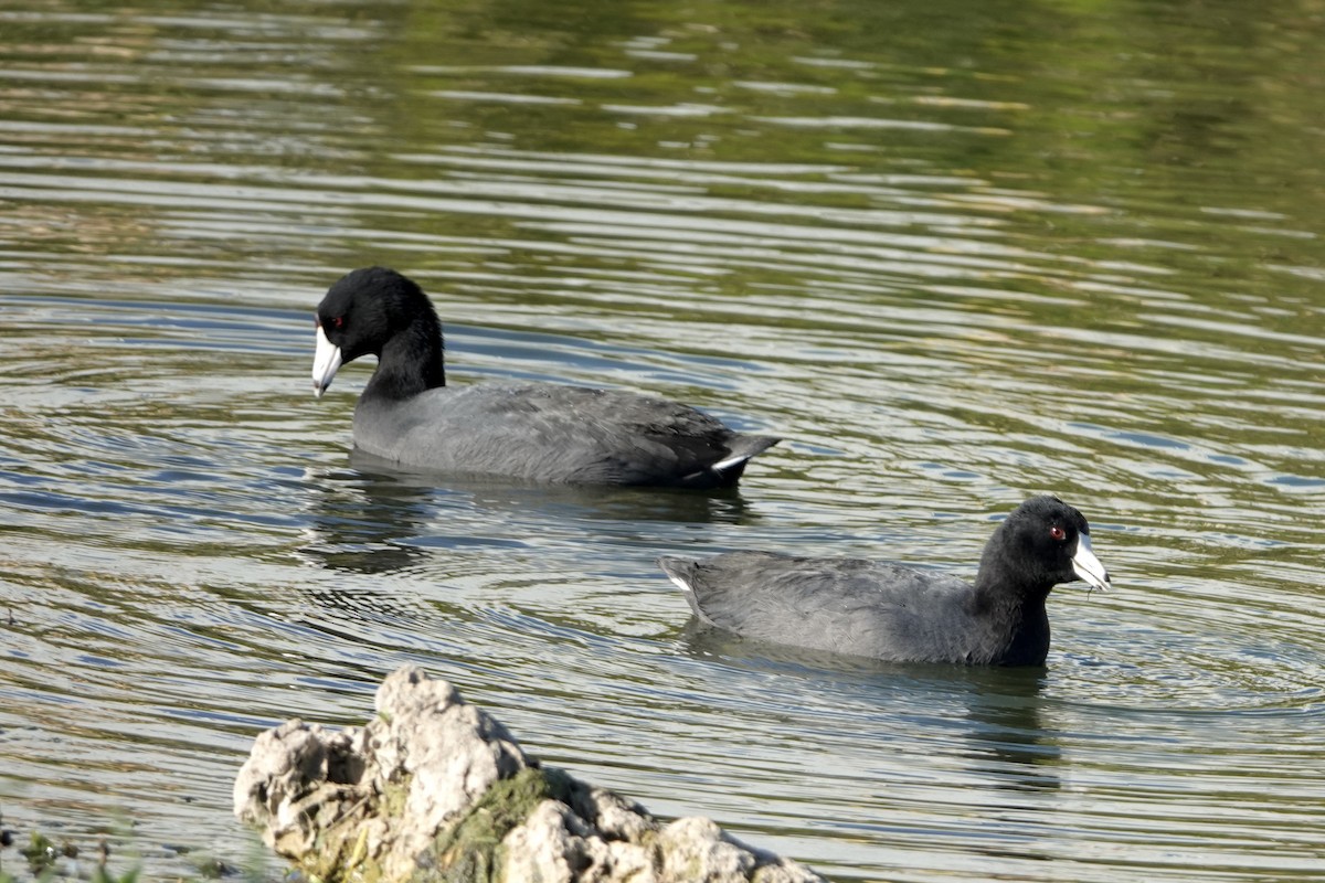 American Coot - ML646144850