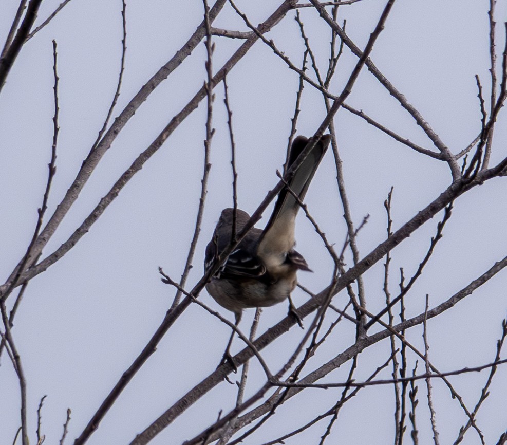 Northern Mockingbird - ML646144852