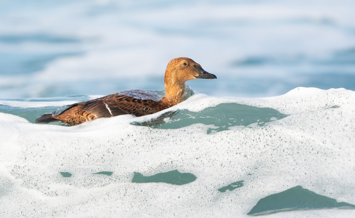 King Eider - ML646144853