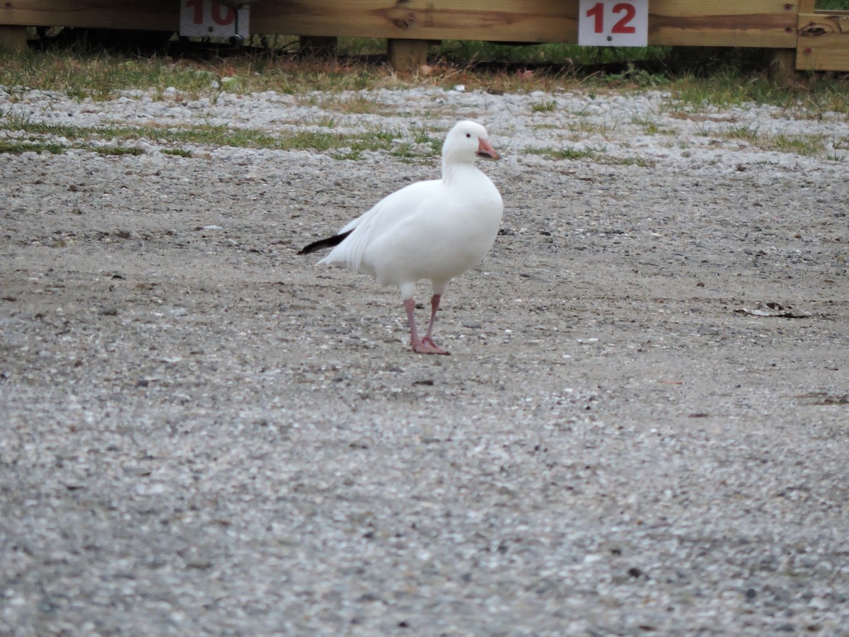 Snow Goose - ML646144854