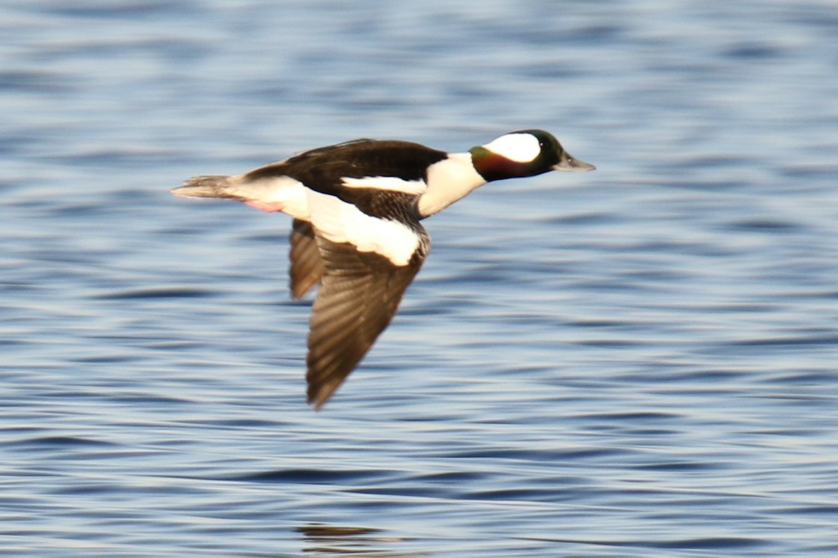 Bufflehead - ML646144855