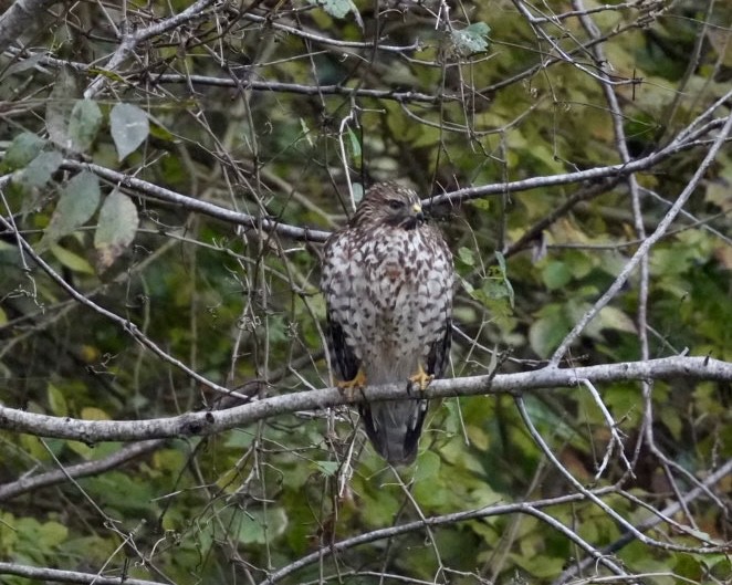 Red-shouldered Hawk - ML646144856