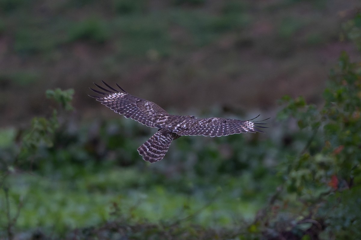 Red-shouldered Hawk - ML646144857