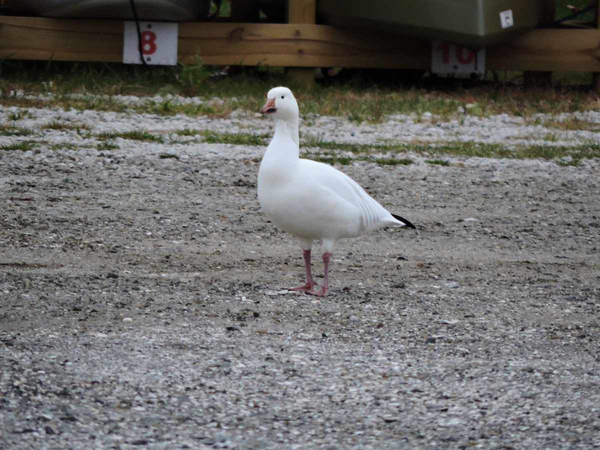 Snow Goose - ML646144858