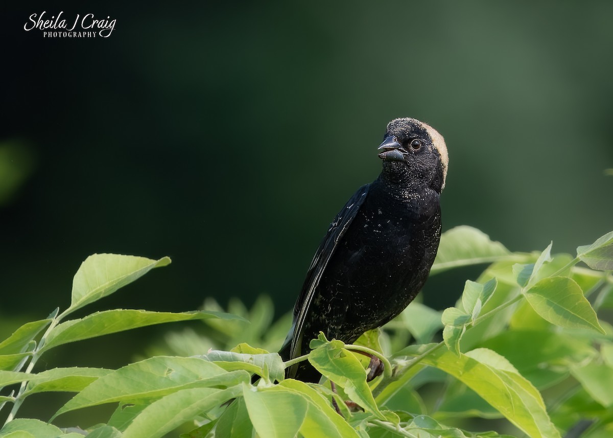 Bobolink - ML646144859