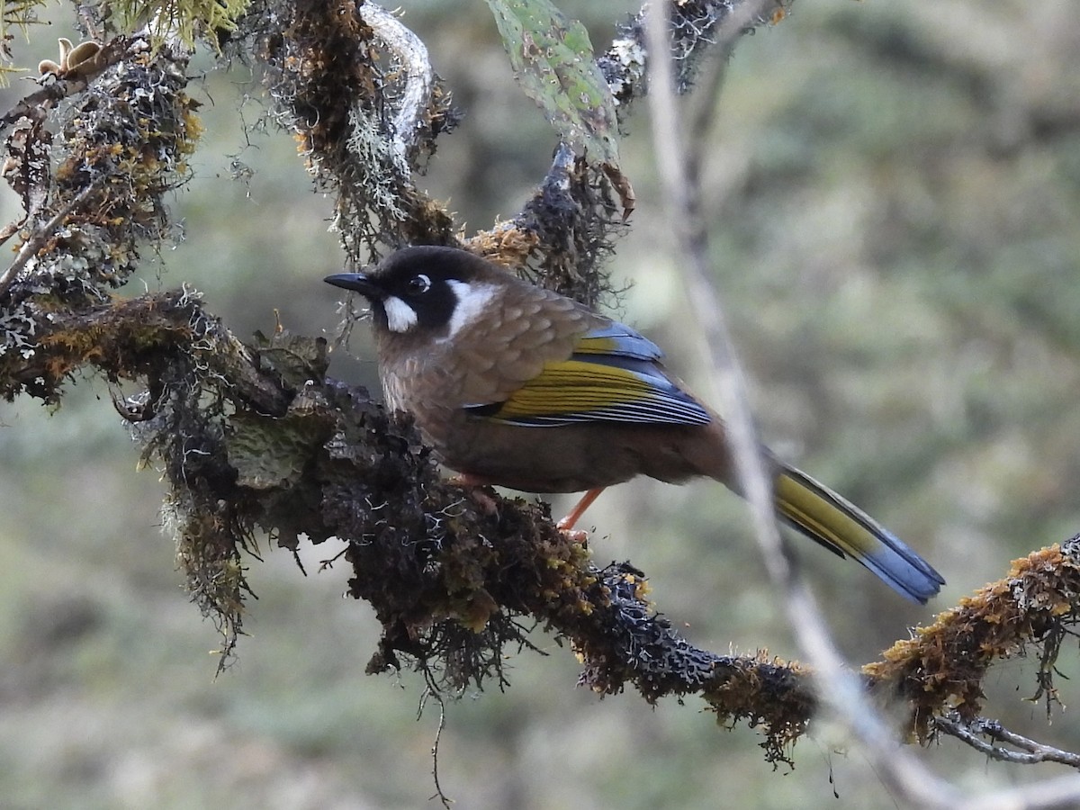 Yellow-billed Blue-Magpie - ML646144860