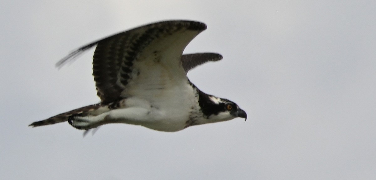 Osprey - ML646144861