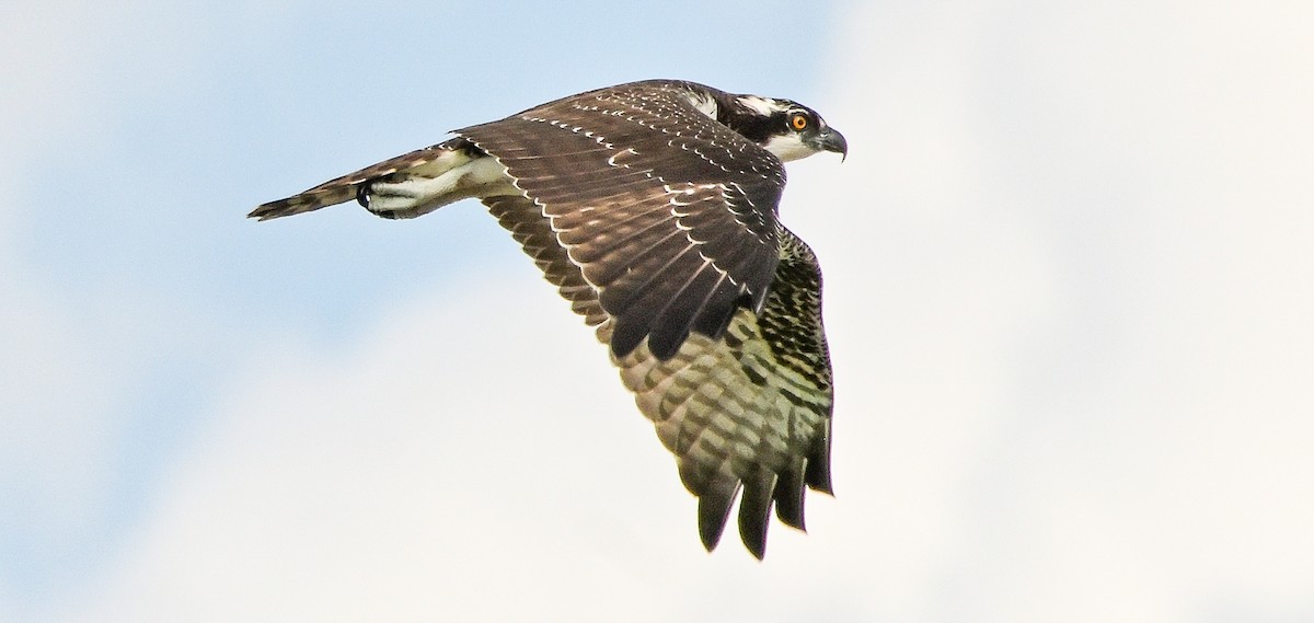 Osprey - ML646144862
