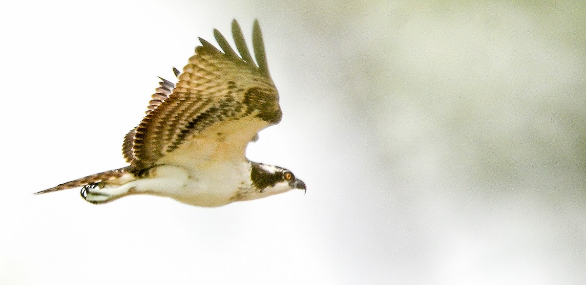 Osprey - ML646144863