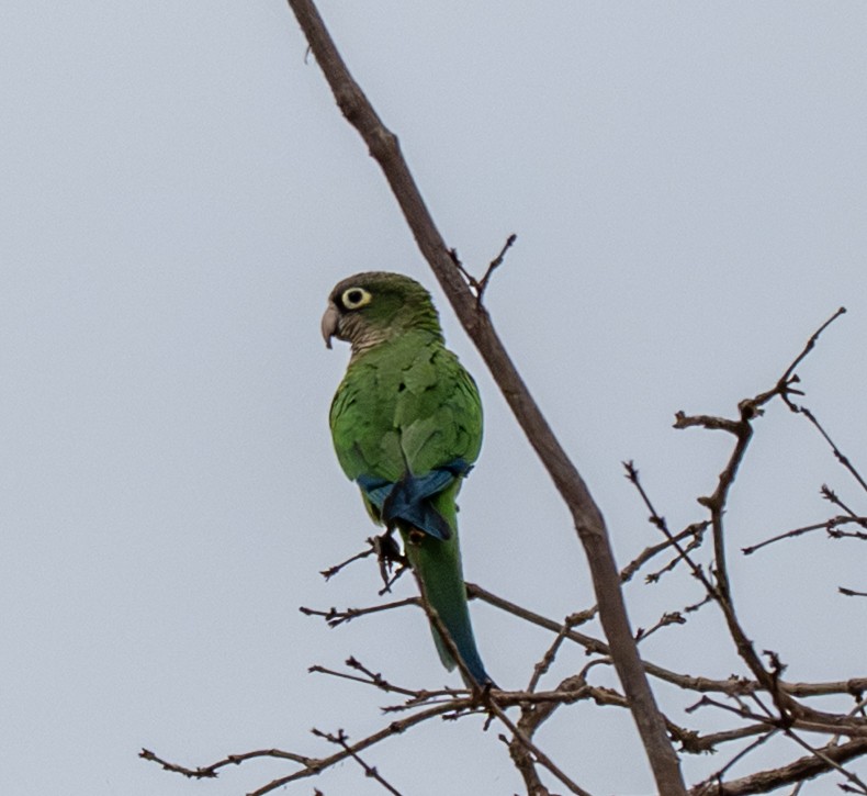 Cactus Parakeet - ML646144864