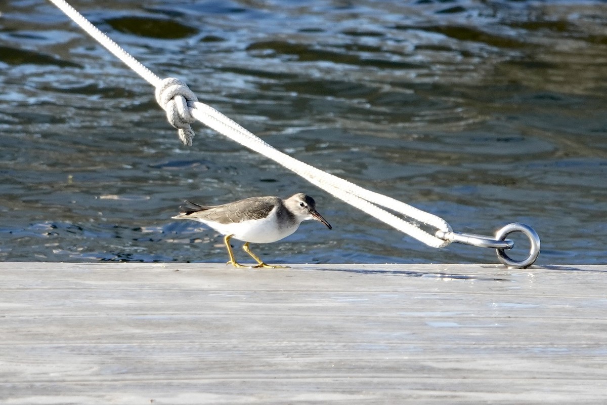 Spotted Sandpiper - ML646144866