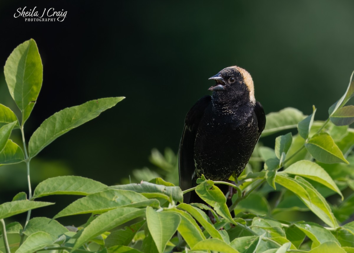 Bobolink - ML646144867