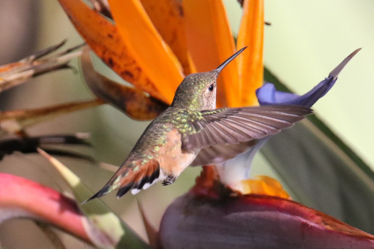 Allen's Hummingbird - ML646144868